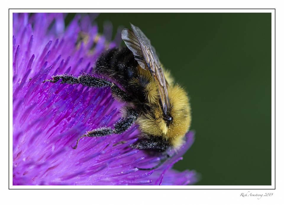 Bee on thistle 1.jpg